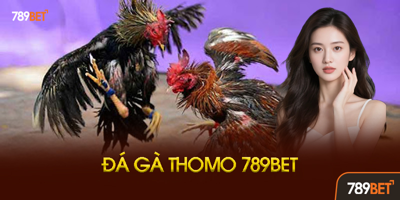 Đá Gà Thomo Là Gì? Tại Sao Lại Hot Đến Vậy?